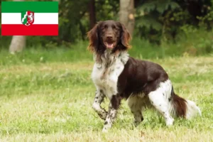 Scopri di più sull'articolo Piccolo allevatore di Münsterländer e cuccioli in Nord Reno-Westfalia