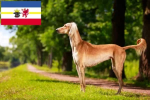 Scopri di più sull'articolo Allevatori di Saluki e cuccioli in Mecklenburg-Vorpommern