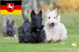 Scopri di più sull'articolo Allevatori di Scottish Terrier e cuccioli in Bassa Sassonia