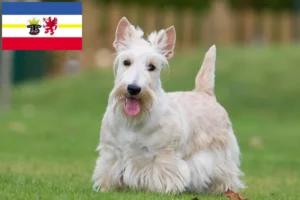 Scopri di più sull'articolo Allevatori di Scottish Terrier e cuccioli in Mecklenburg-Vorpommern