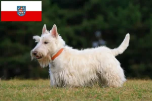 Scopri di più sull'articolo Allevatori di Scottish Terrier e cuccioli in Turingia