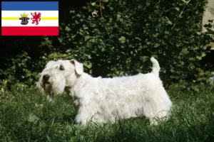 Scopri di più sull'articolo Allevatori di Sealyham Terrier e cuccioli in Mecklenburg-Vorpommern