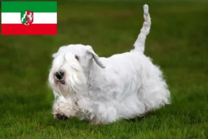 Scopri di più sull'articolo Allevatori di Sealyham Terrier e cuccioli in Nord Reno-Westfalia