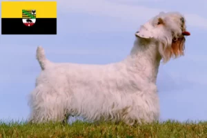 Scopri di più sull'articolo Allevatori e cuccioli di Sealyham Terrier in Sassonia-Anhalt