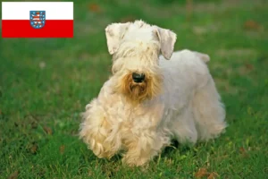 Scopri di più sull'articolo Allevatori di Sealyham Terrier e cuccioli in Turingia