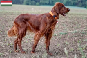 Scopri di più sull'articolo Allevatori e cuccioli di Setter Rosso Irlandese in Ungheria