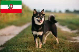 Scopri di più sull'articolo Allevatori di Shiba e cuccioli in Nord Reno-Westfalia