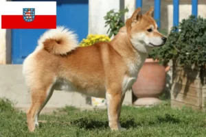 Scopri di più sull'articolo Allevatori di Shiba e cuccioli in Turingia