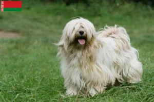 Scopri di più sull'articolo Allevatori di Tibetan Terrier e cuccioli in Bielorussia