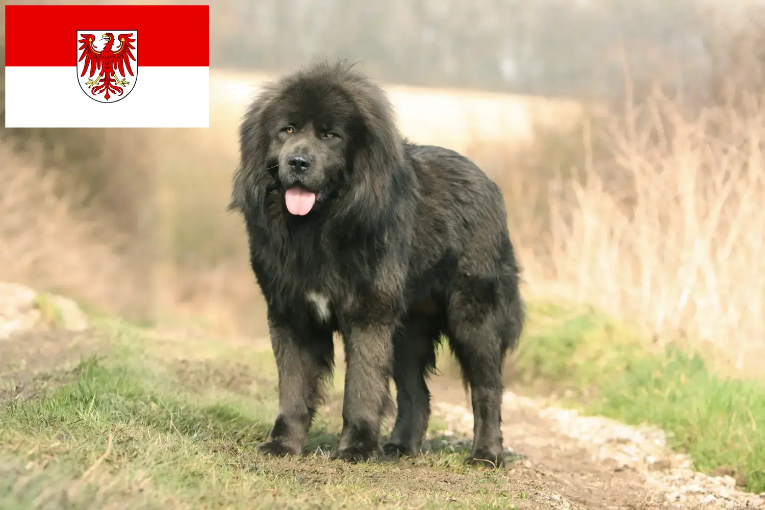 Scopri di più sull'articolo Allevatore di cani tibetani e cuccioli a Brandeburgo