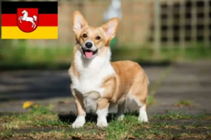 Scopri di più sull'articolo Allevatori e cuccioli di Welsh Corgi in Bassa Sassonia