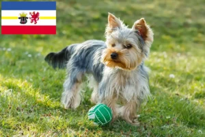 Scopri di più sull'articolo Allevatori di Yorkshire Terrier e cuccioli in Mecklenburg-Vorpommern