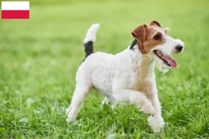 Scopri di più sull'articolo Allevatori di Fox Terrier e cuccioli in Polonia