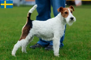 Scopri di più sull'articolo Allevatori di Fox Terrier e cuccioli in Svezia