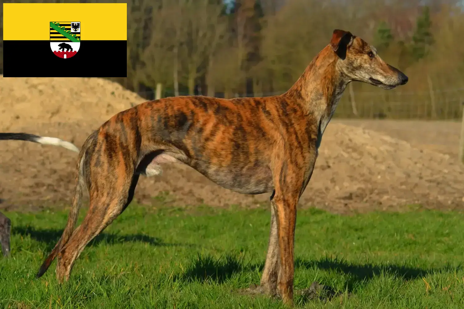 Scopri di più sull'articolo Allevamenti di Galgo Espanol e cuccioli in Sassonia-Anhalt