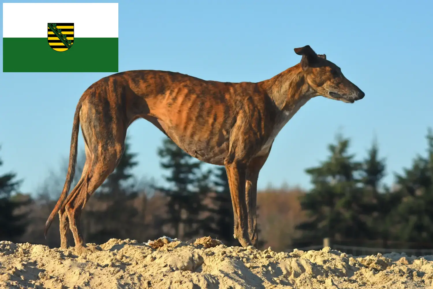 Scopri di più sull'articolo Allevatori di Galgo Espanol e cuccioli in Sassonia