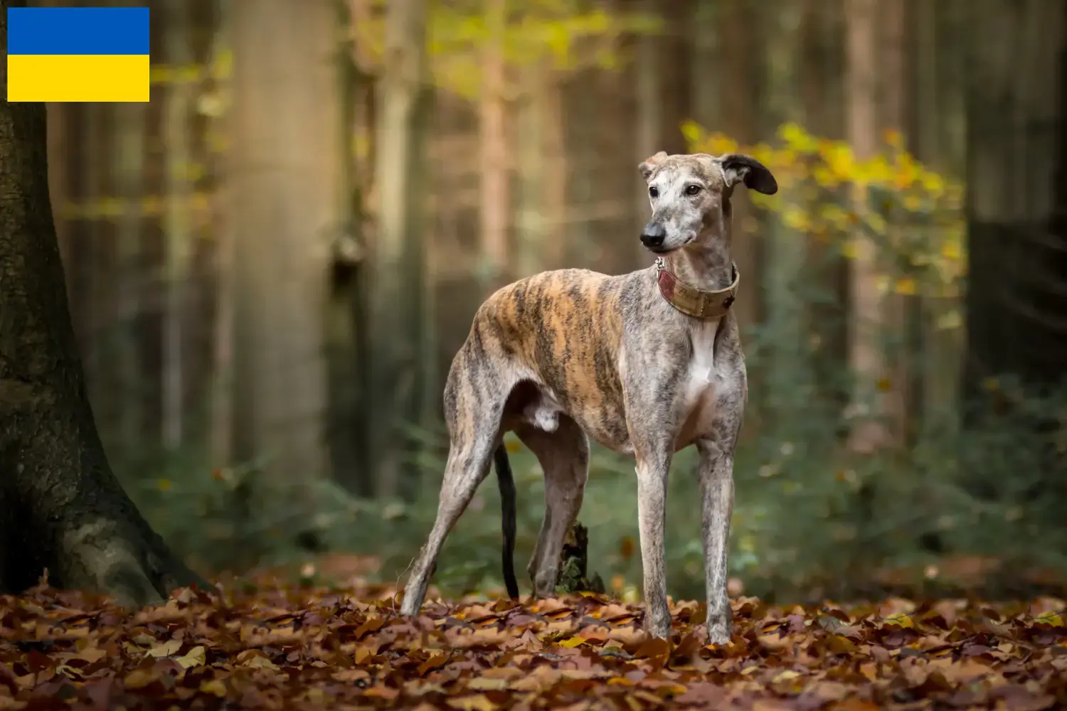 Scopri di più sull'articolo Allevatori di Galgo Espanol e cuccioli in Ucraina