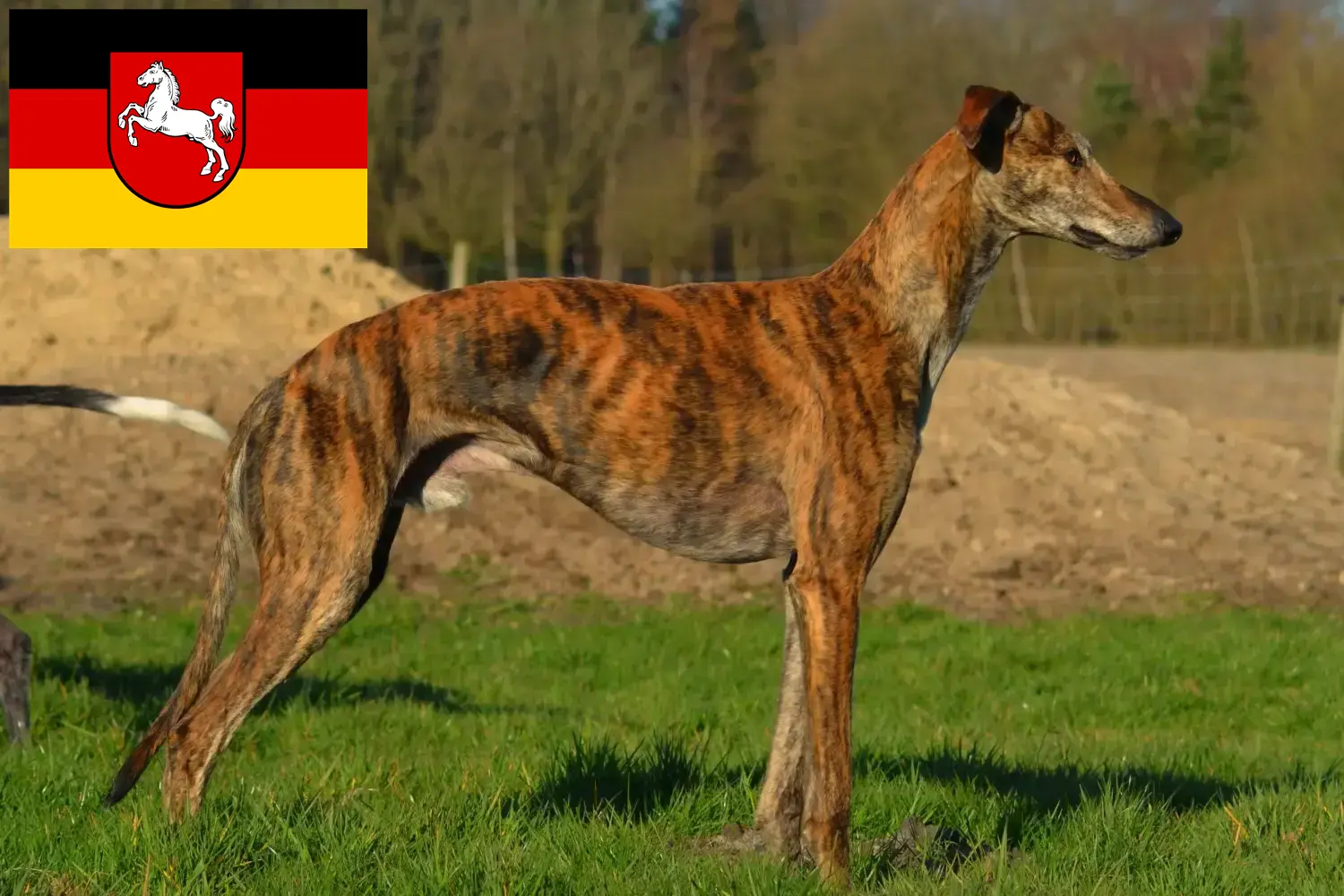 Scopri di più sull'articolo Allevatori di Galgo Espanol e cuccioli in Bassa Sassonia