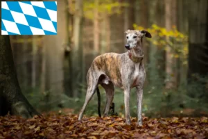 Scopri di più sull'articolo Allevatori di Galgo Espanol e cuccioli in Baviera