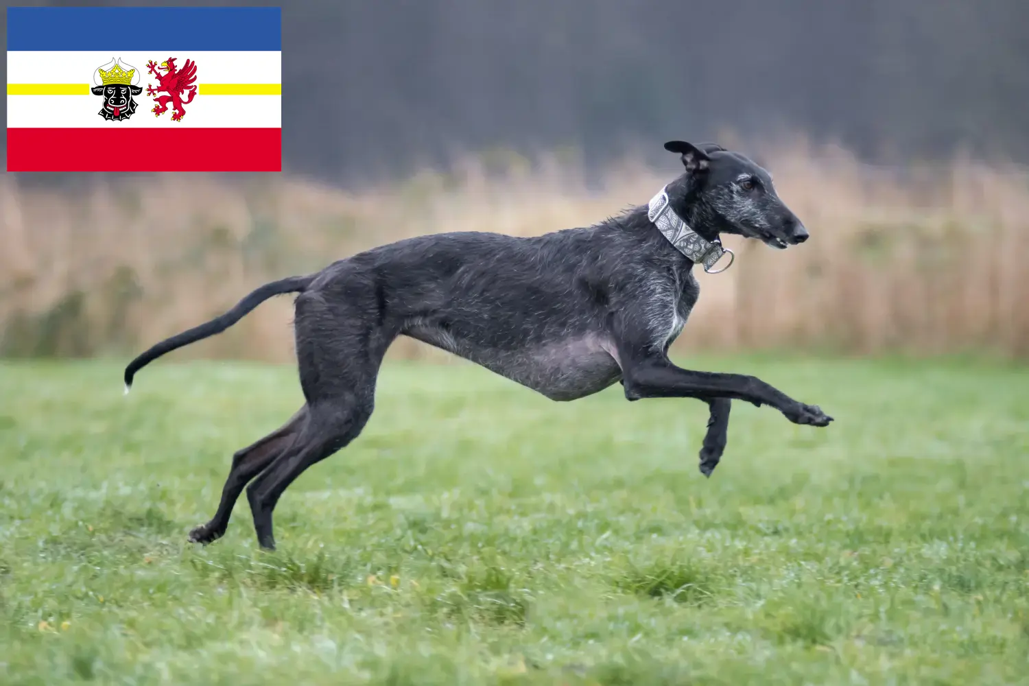 Scopri di più sull'articolo Allevatori di Galgo Espanol e cuccioli in Mecklenburg-Vorpommern