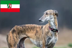 Scopri di più sull'articolo Allevatori di Galgo Espanol e cuccioli in Nord Reno-Westfalia