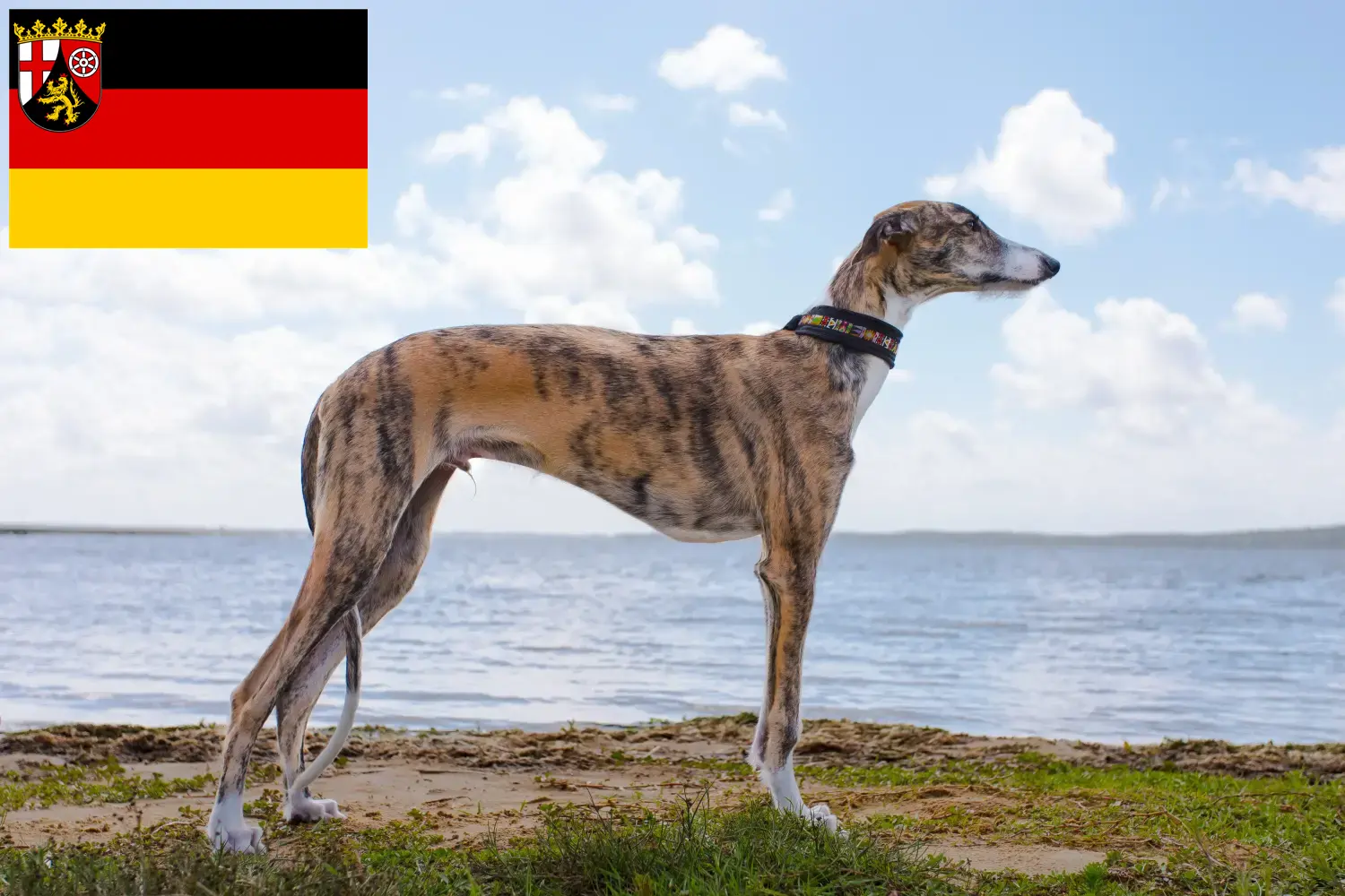 Scopri di più sull'articolo Allevatori di Galgo Espanol e cuccioli in Renania-Palatinato