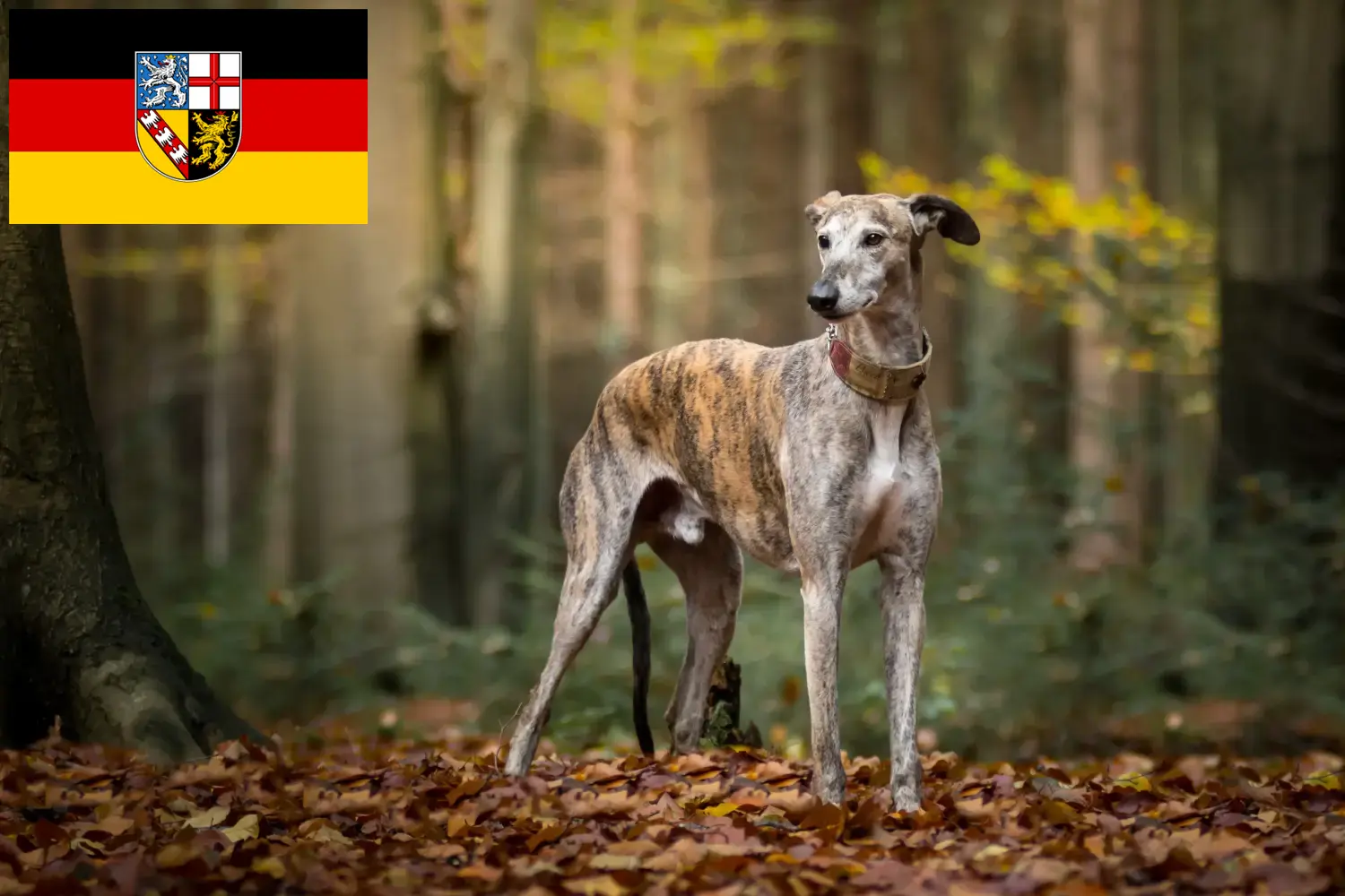 Scopri di più sull'articolo Allevatori di Galgo Espanol e cuccioli in Saarland