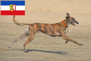 Scopri di più sull'articolo Allevatori di Galgo Espanol e cuccioli in Schleswig-Holstein