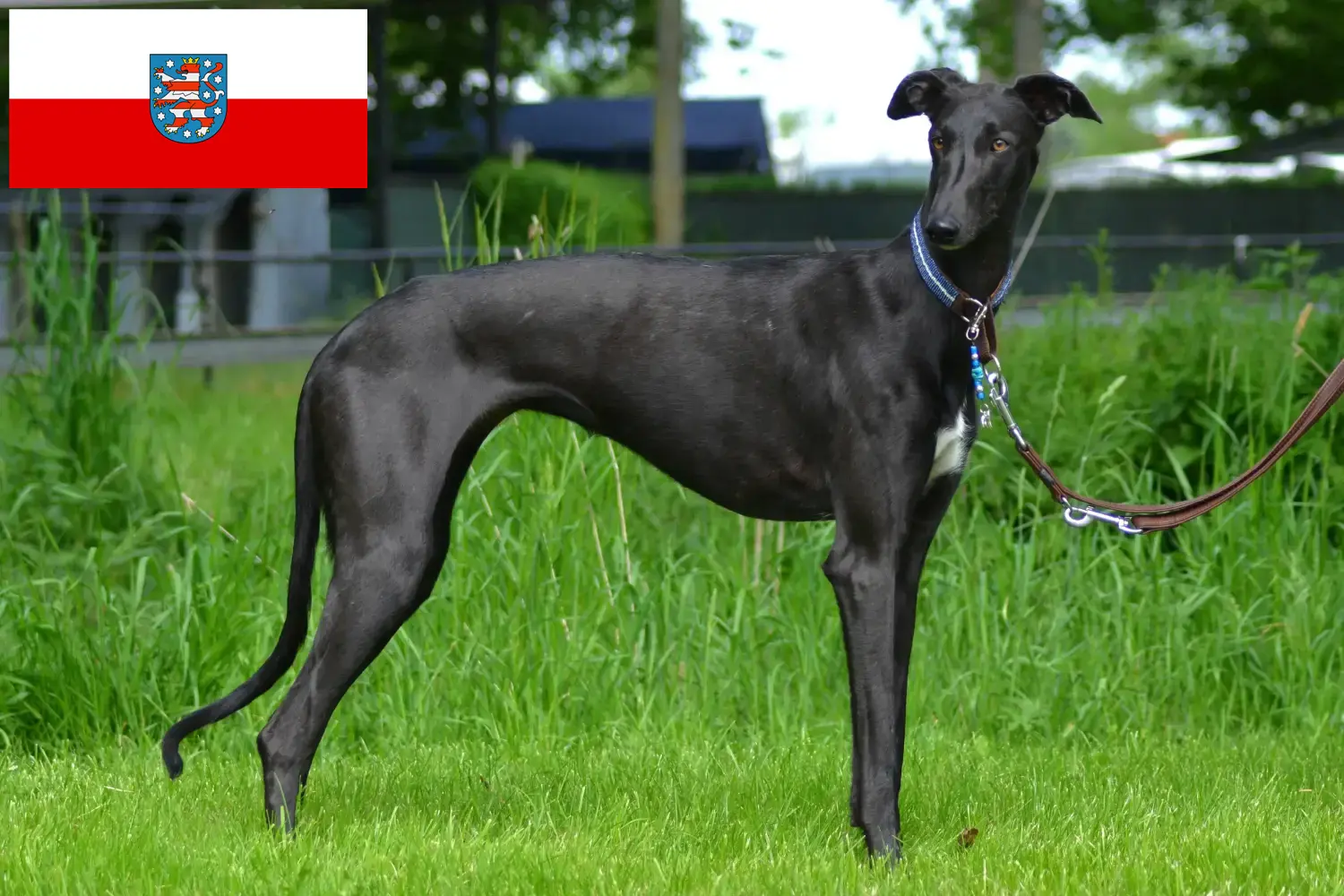 Scopri di più sull'articolo Allevatori di Galgo Espanol e cuccioli in Turingia