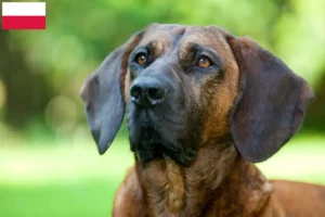 Scopri di più sull'articolo Allevatore di cani Hannoverian Welding e cuccioli in Polonia