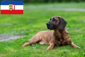 Scopri di più sull'articolo Allevatori di Hannoverscher Schweißhund e cuccioli in Schleswig-Holstein