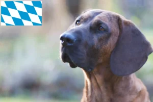 Scopri di più sull'articolo Allevatori di Hannoverscher Schweißhund e cuccioli in Baviera