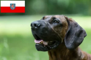 Scopri di più sull'articolo Allevatori di Hannoverscher Schweißhund e cuccioli in Turingia