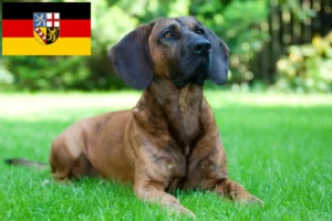 Scopri di più sull'articolo Allevatore di cani Hannoverian Welding e cuccioli in Saarland