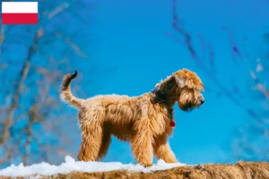 Scopri di più sull'articolo Allevatori e cuccioli di Irish Soft Coated Wheaten Terrier in Polonia