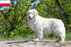 Scopri di più sull'articolo Allevatori e cuccioli di Kuvasz in Polonia