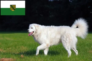 Scopri di più sull'articolo Allevatori di Kuvasz e cuccioli in Sassonia