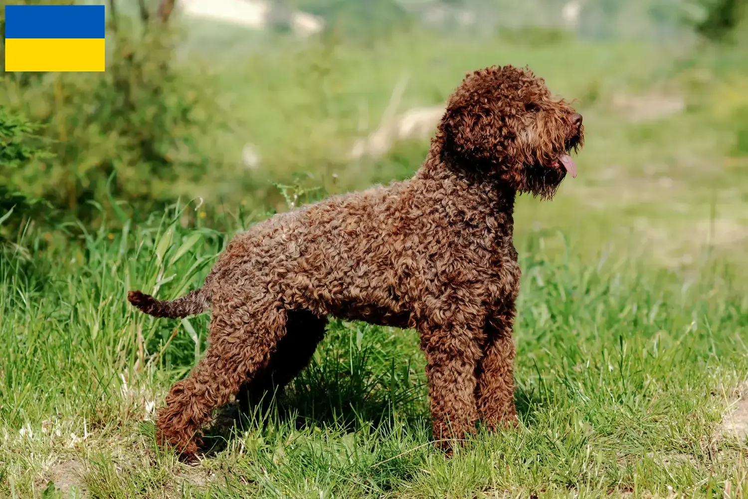 Scopri di più sull'articolo Allevatori di Lagotto Romagnolo e cuccioli in Ucraina