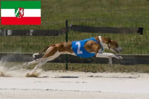 Scopri di più sull'articolo Allevatori di Magyar Agar e cuccioli in Nord Reno-Westfalia