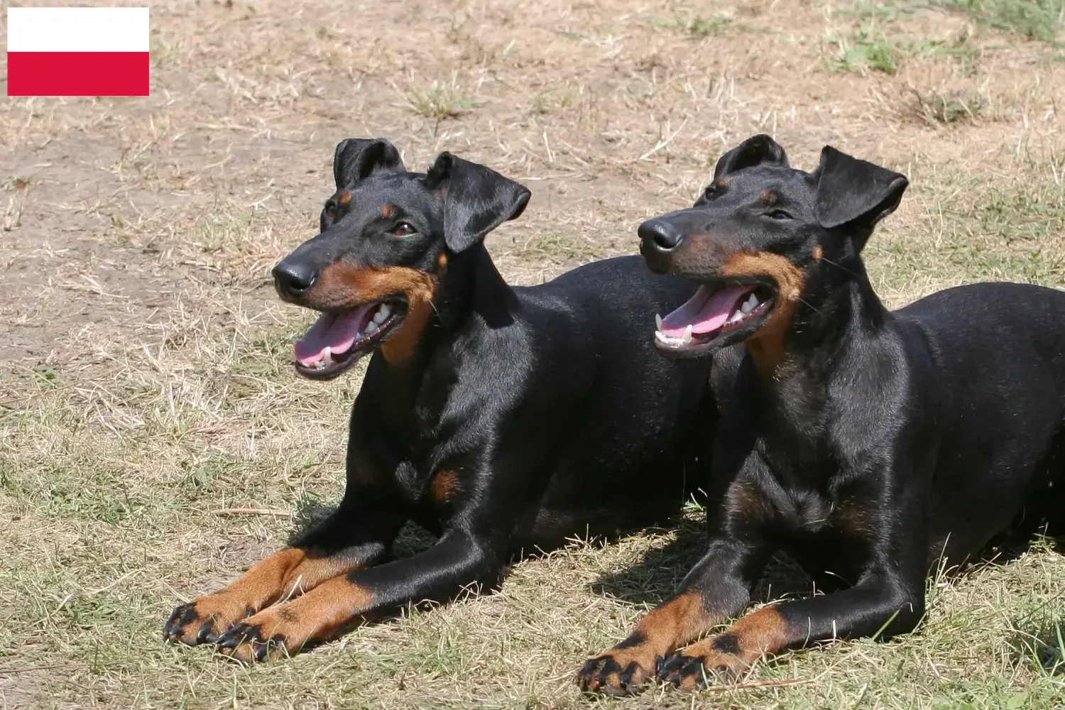 Scopri di più sull'articolo Allevatori di Manchester Terrier e cuccioli in Polonia