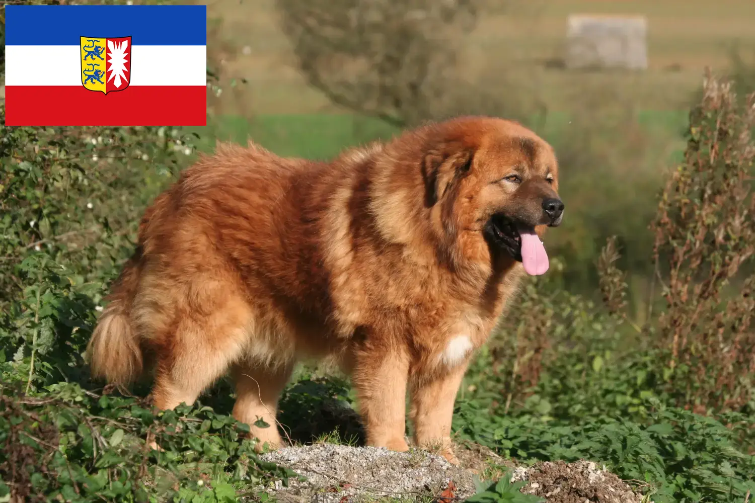 Scopri di più sull'articolo Allevatore di cani tibetani e cuccioli in Schleswig-Holstein