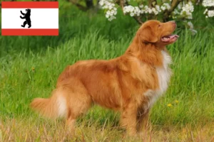 Scopri di più sull'articolo Nova Scotia Allevatori di Duck Tolling Retriever e cuccioli a Berlino