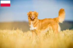 Scopri di più sull'articolo Allevatori di Duck Tolling Retriever in Nuova Scozia e cuccioli in Polonia