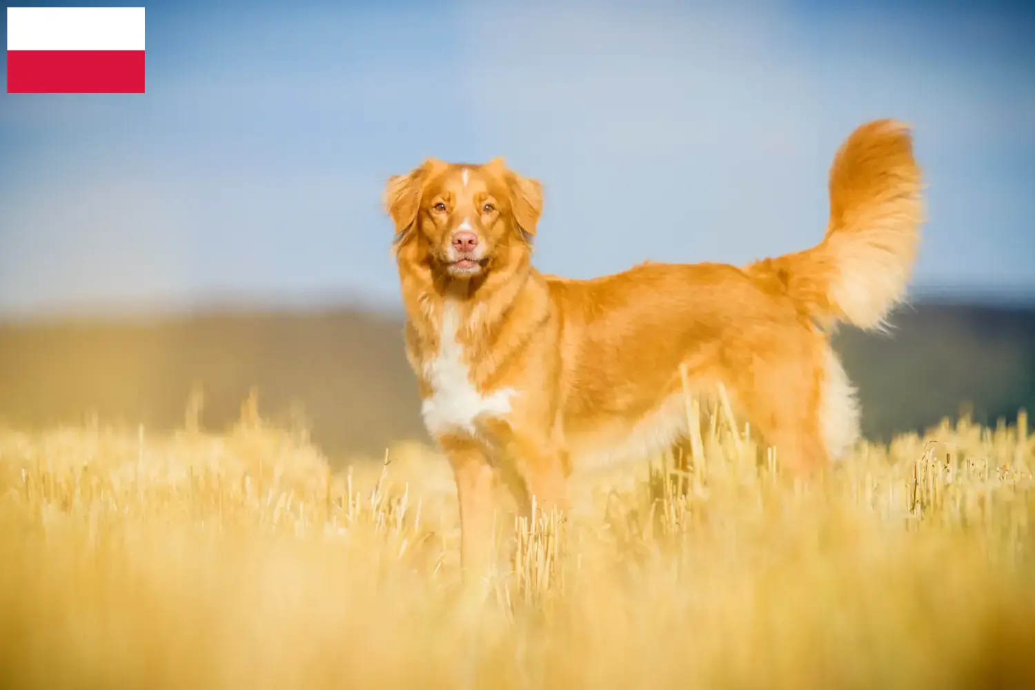 Scopri di più sull'articolo Allevatori di Duck Tolling Retriever in Nuova Scozia e cuccioli in Polonia