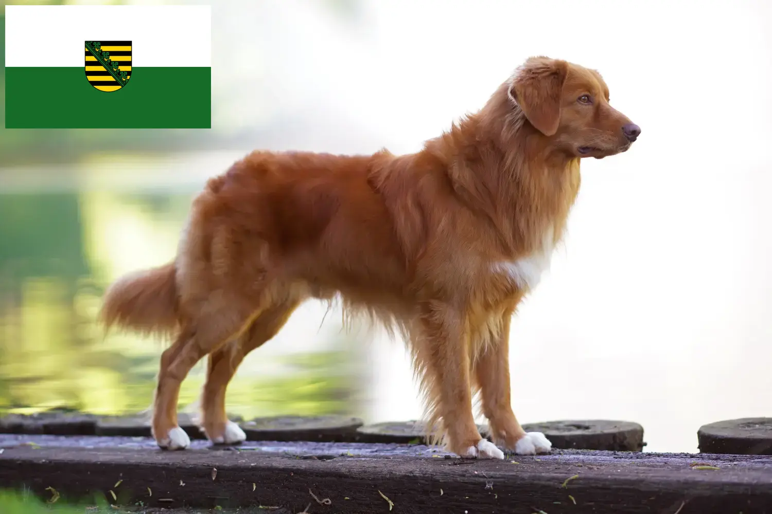 Scopri di più sull'articolo Nova Scotia Allevatori di Duck Tolling Retriever e cuccioli in Sassonia