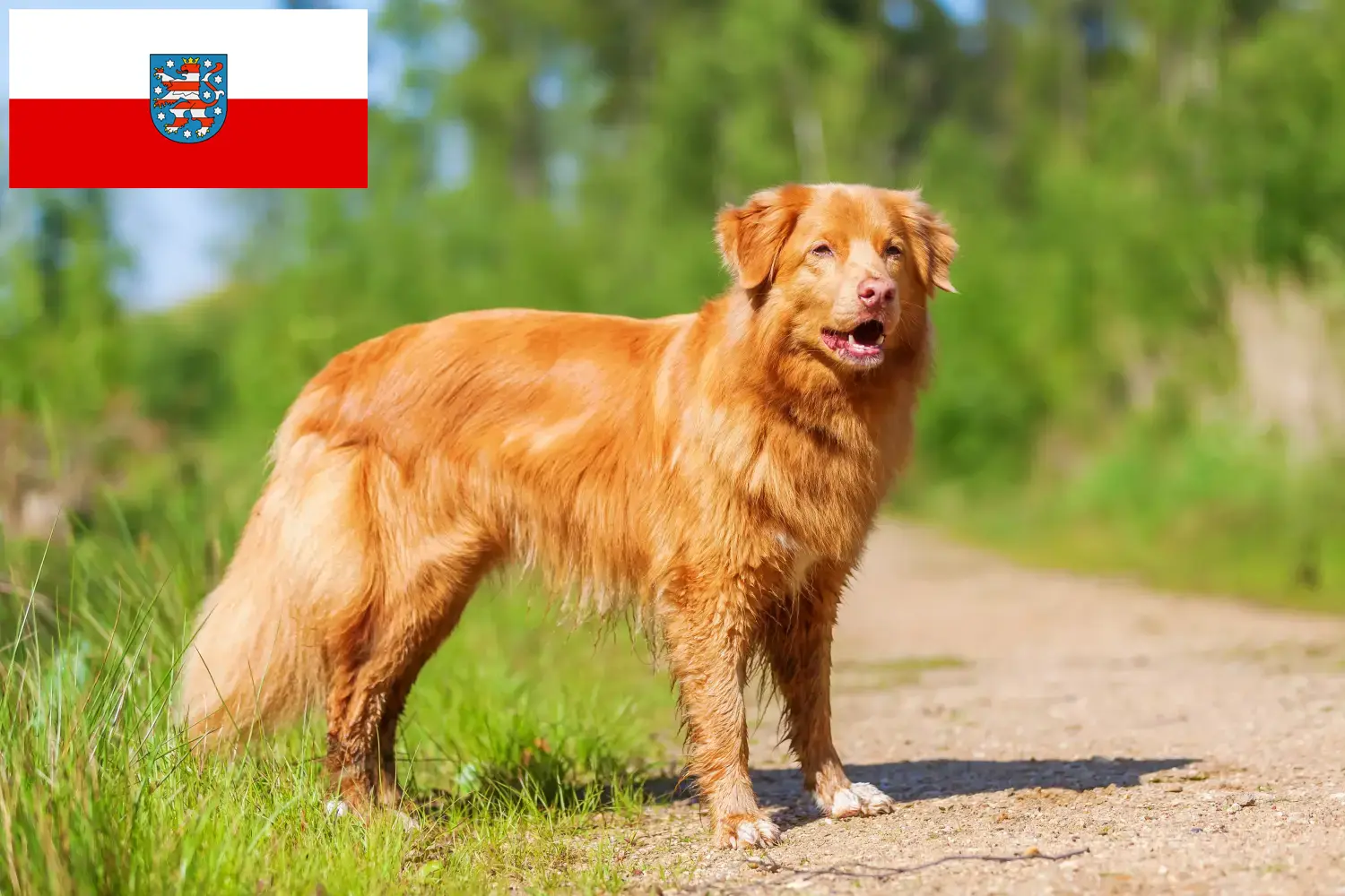 Scopri di più sull'articolo Allevatori di Duck Tolling Retriever in Nuova Scozia e cuccioli in Turingia