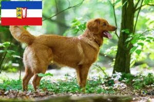 Scopri di più sull'articolo Allevatori di Duck Tolling Retriever in Nuova Scozia e cuccioli in Schleswig-Holstein