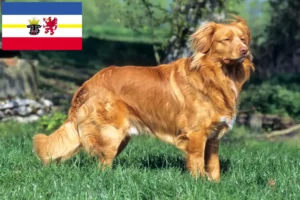 Scopri di più sull'articolo Allevatori di Duck Tolling Retriever Nova Scotia e cuccioli in Mecklenburg-Vorpommern