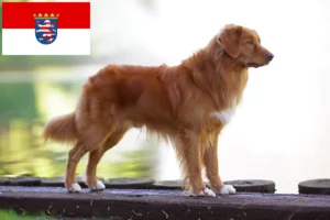 Scopri di più sull'articolo Allevatori di Duck Tolling Retriever Nova Scotia e cuccioli in Hessen