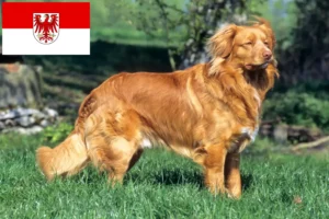 Scopri di più sull'articolo Nova Scotia Allevatori di Duck Tolling Retriever e cuccioli a Brandenburg